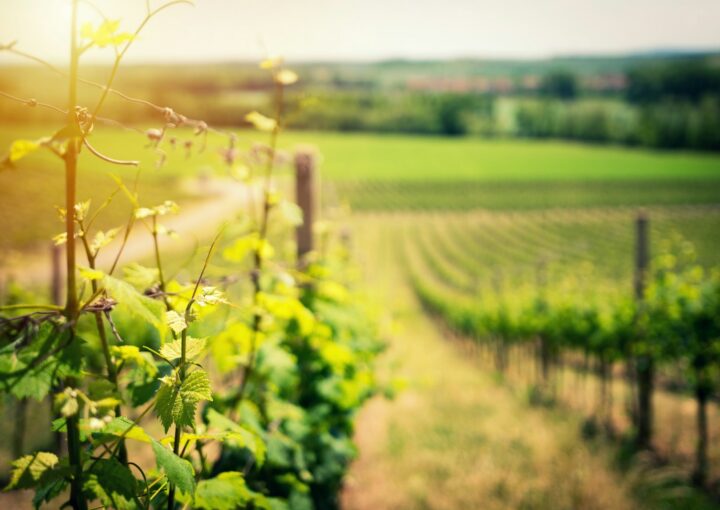 selective focus of green leafed plant